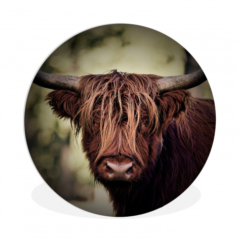 Muurcirkel - Schotse hooglander - Licht - Portret - Natuur