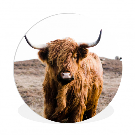 Muurcirkel - Schotse hooglander - Landschap - Koe - Bruin - Dieren - Natuur
