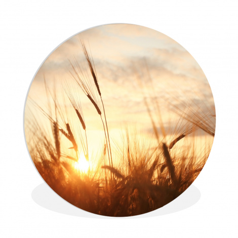 Muurcirkel - Riet - Gras - Zonsondergang - Natuur - Horizon