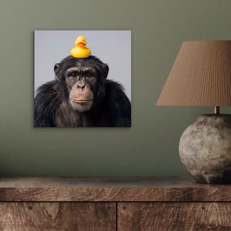 Aluminium schilderij - Chimpansee - Badeend - Grijs — 4