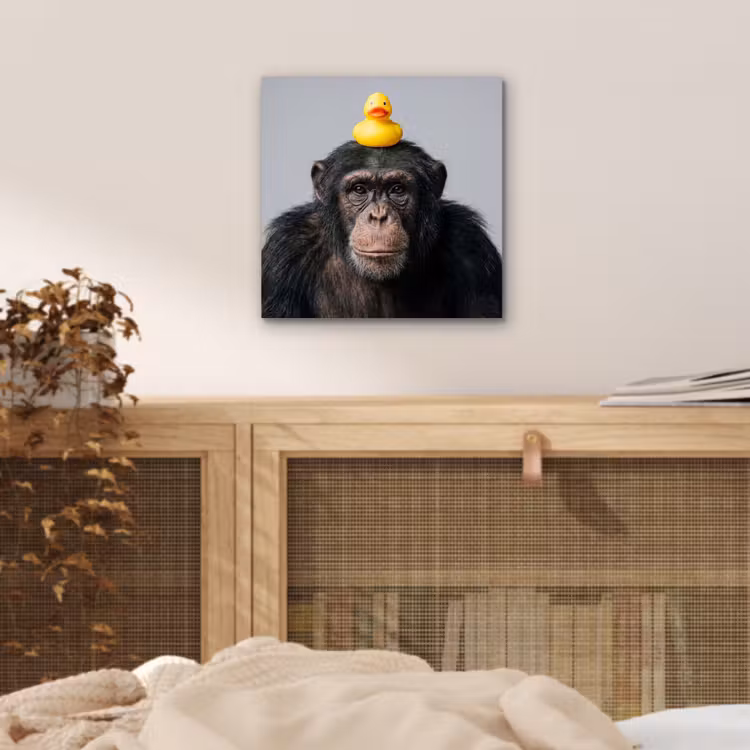 Aluminium schilderij - Chimpansee - Badeend - Grijs — 5