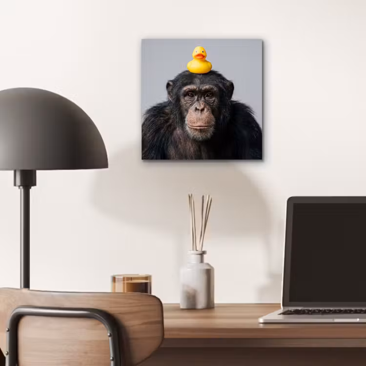 Aluminium schilderij - Chimpansee - Badeend - Grijs — 7