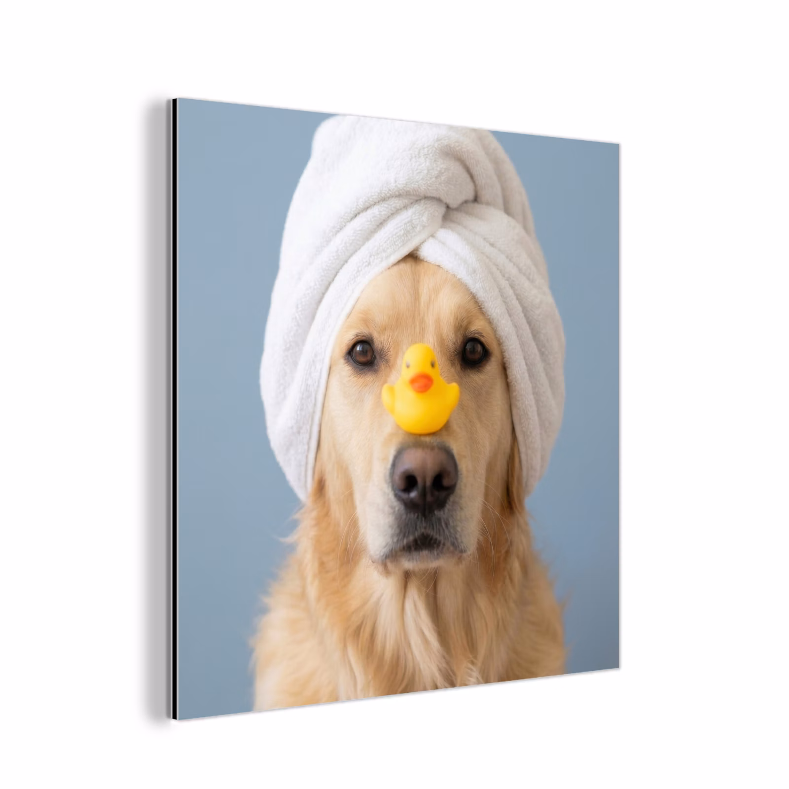 Aluminium schilderij - Hond - Badeend - Geel — 1