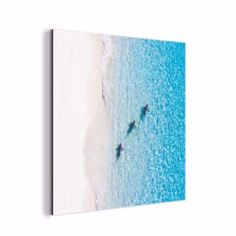 Aluminium schilderij - Vis - Oceaan - Strand - Turquoise - Natuur — 1