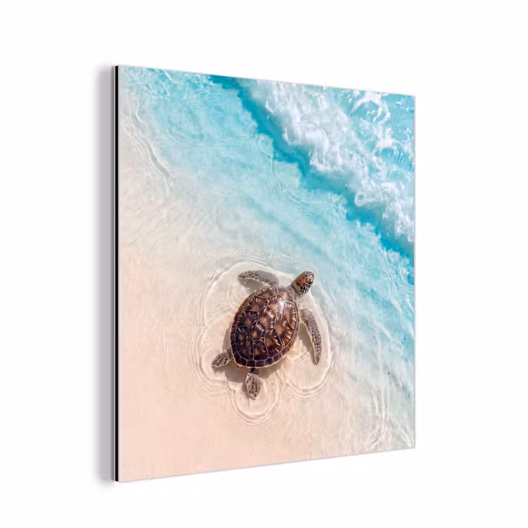 Aluminium schilderij - Schildpad - Helder water - Strand - Dieren - Natuur — 1