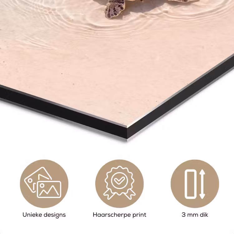 Aluminium schilderij - Schildpad - Helder water - Strand - Dieren - Natuur — 3