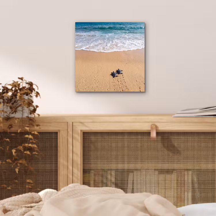 Aluminium schilderij - Schildpad - Jong - Strand - Oceaan - Blauw — 5