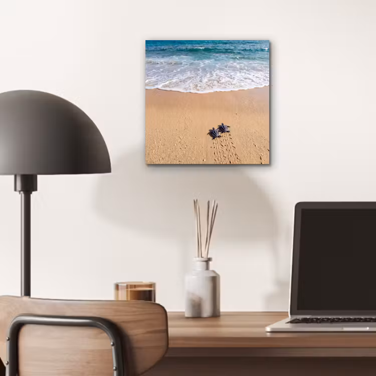 Aluminium schilderij - Schildpad - Jong - Strand - Oceaan - Blauw — 7